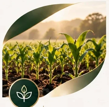 Young maize in a field, 03